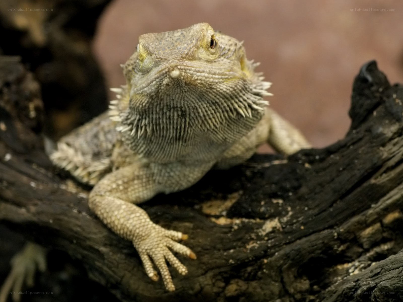 bearded dragon on a log