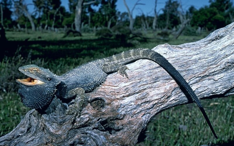 Bearded dragon on a log