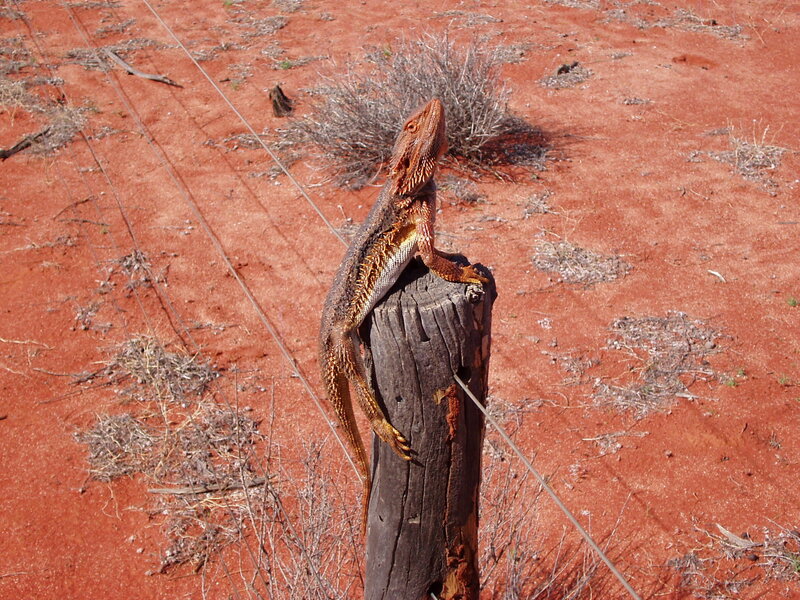 bearded dragon on a post