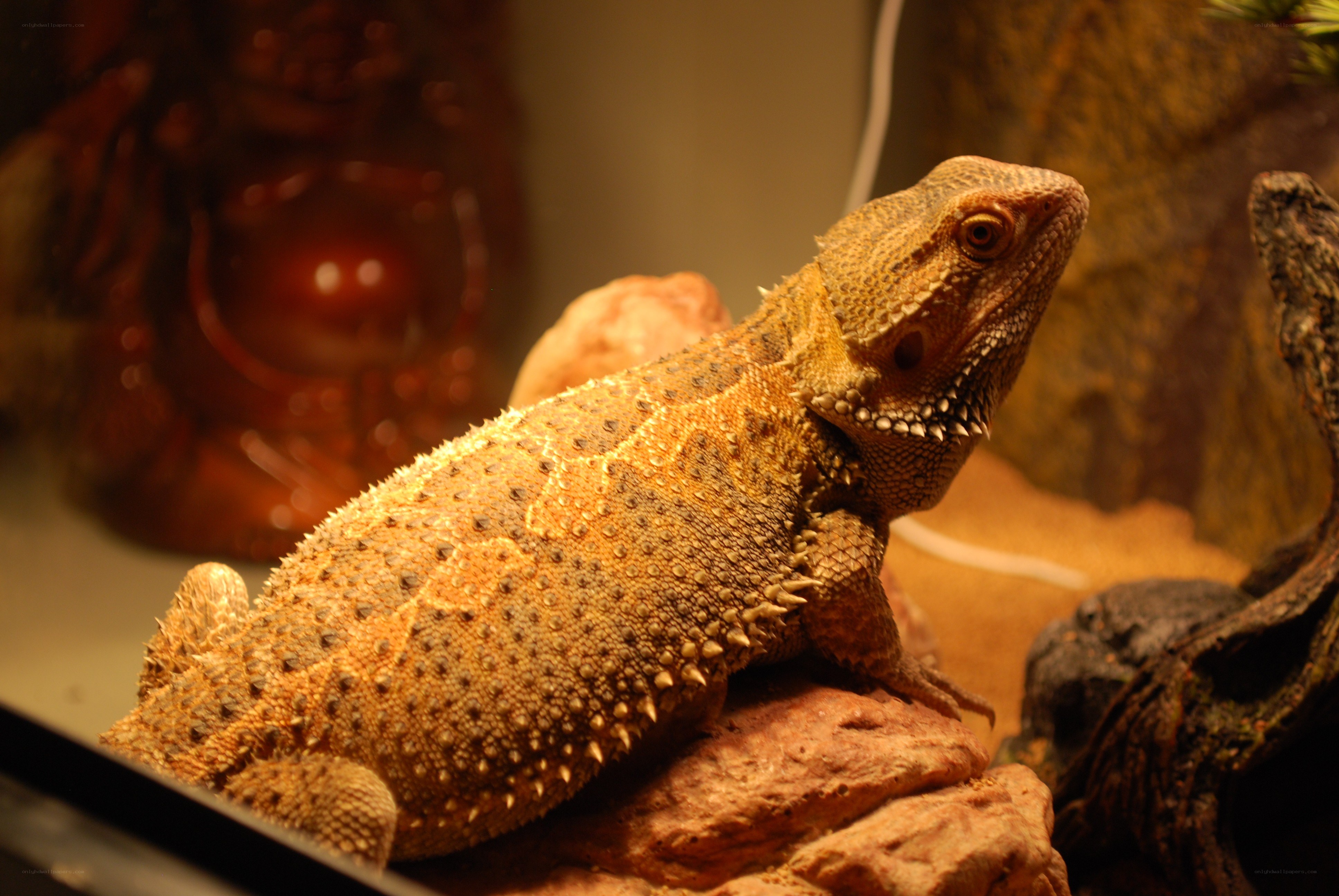 bearded dragon on a rock