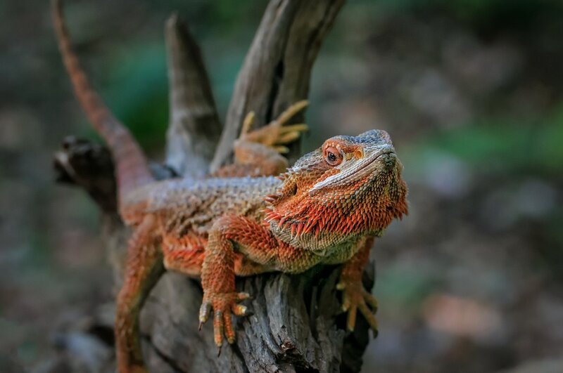 Bearded Dragon on Branch