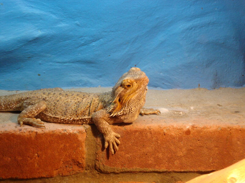 bearded dragon on brick