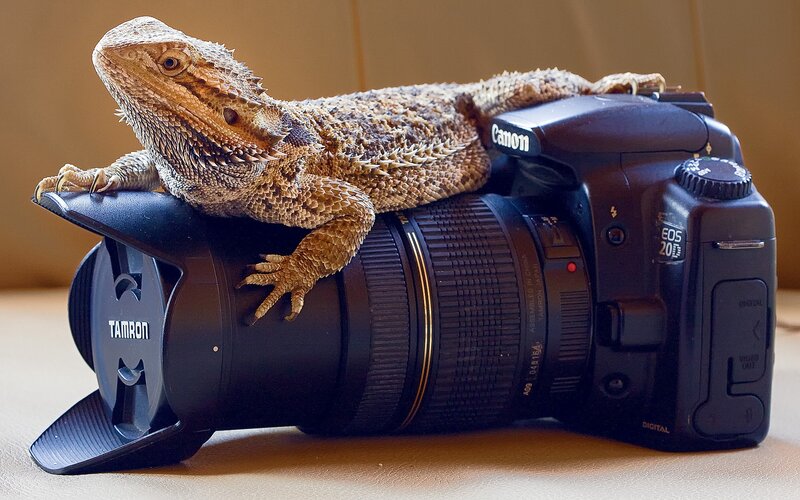 Bearded Dragon on Camera — Black, Calm, Photograph, Lens