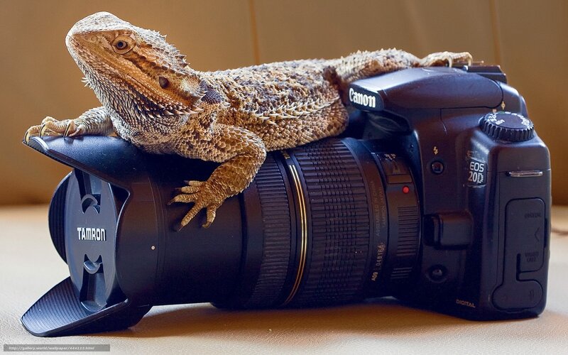 Bearded Dragon on Camera — Black, Calm, Photograph