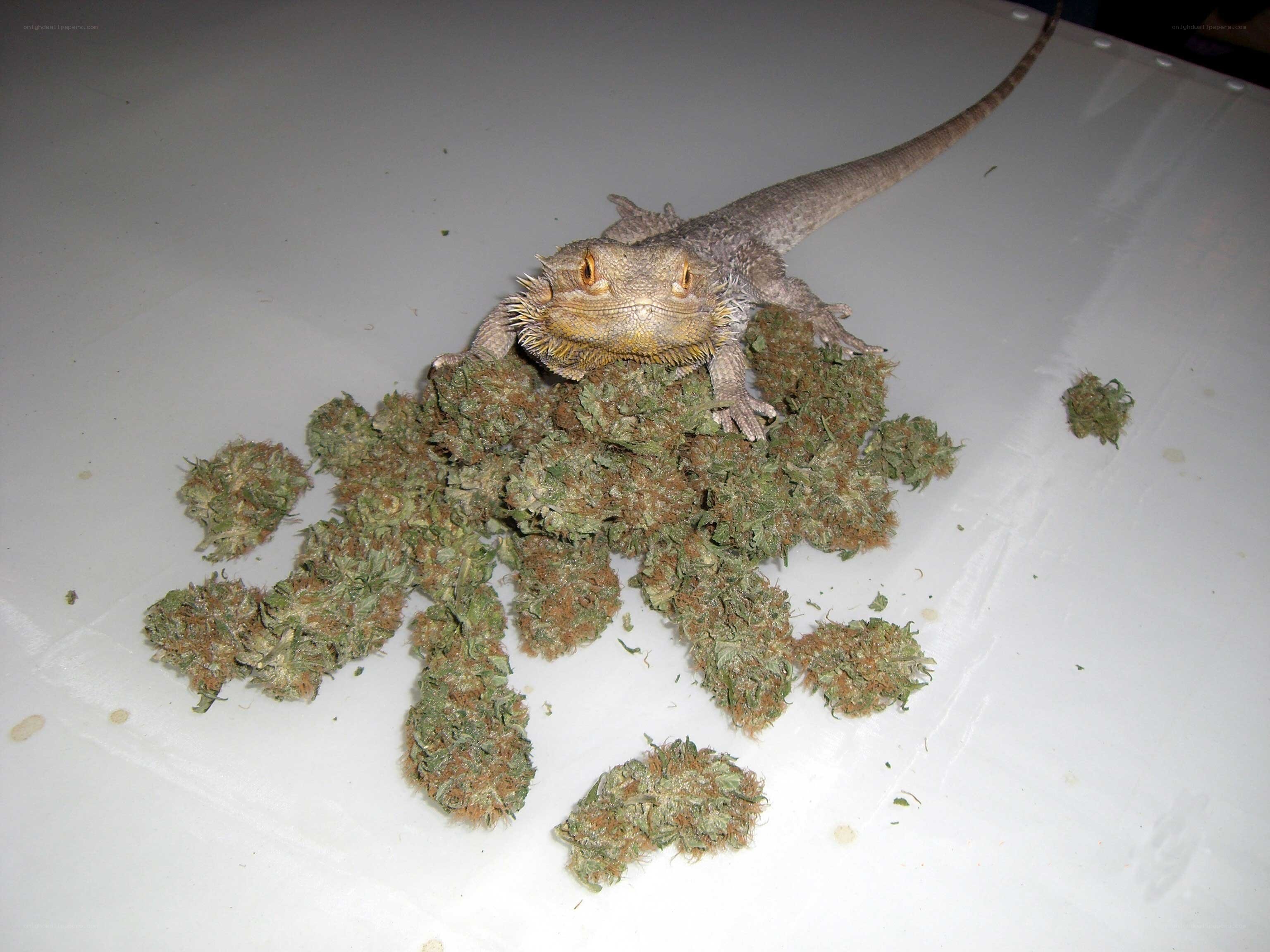 bearded dragon on cannabis buds