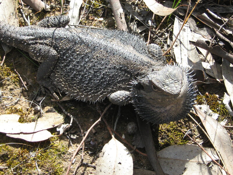 bearded dragon on forest floor