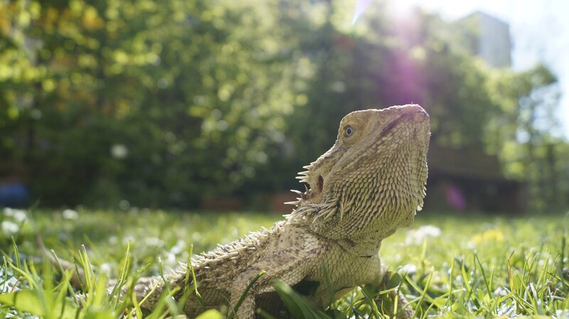 Bearded Dragon on Grass — Green, Serene