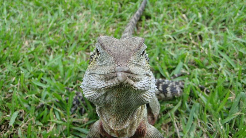 Bearded Dragon on Grass — Green