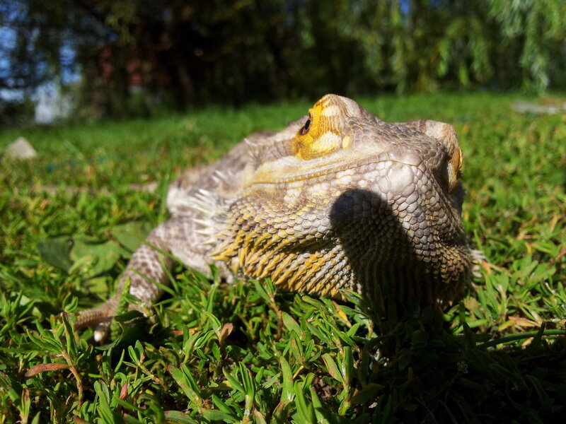 Bearded Dragon on Grass