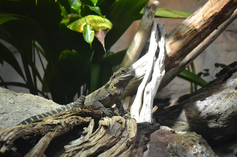 Bearded Dragon on Log — Green