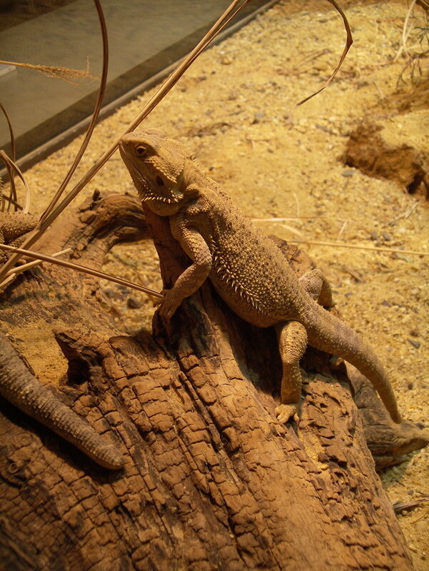 bearded dragon on log