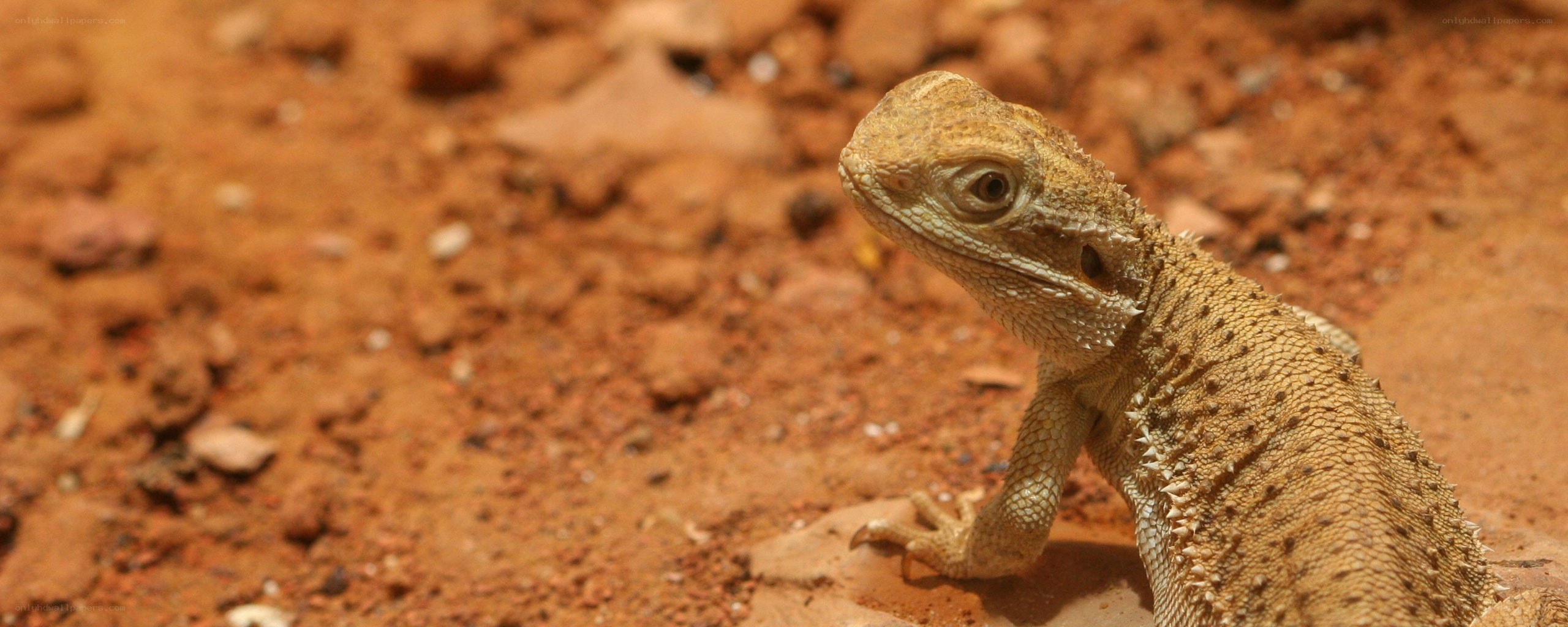 bearded dragon on red soil