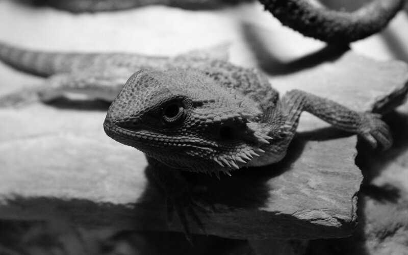 bearded dragon on rock