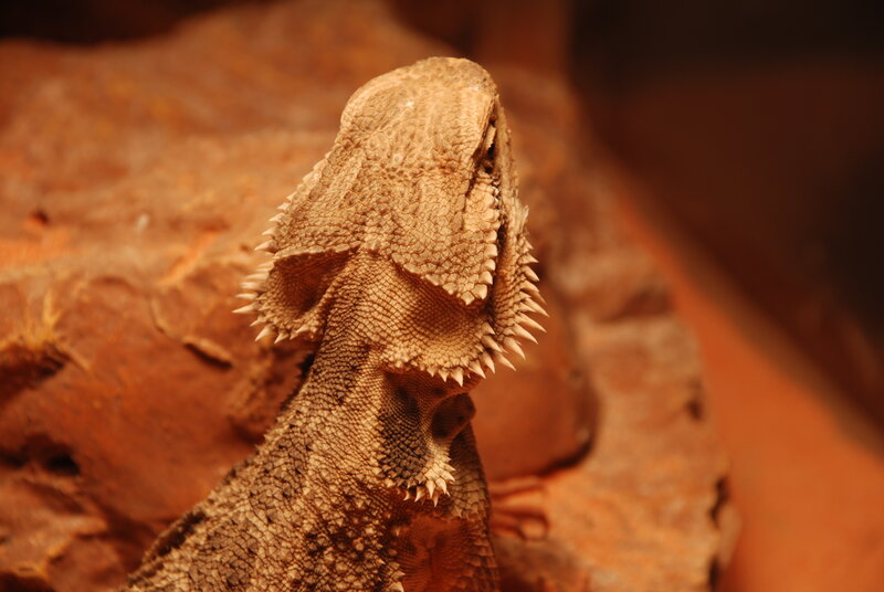 bearded dragon on rock