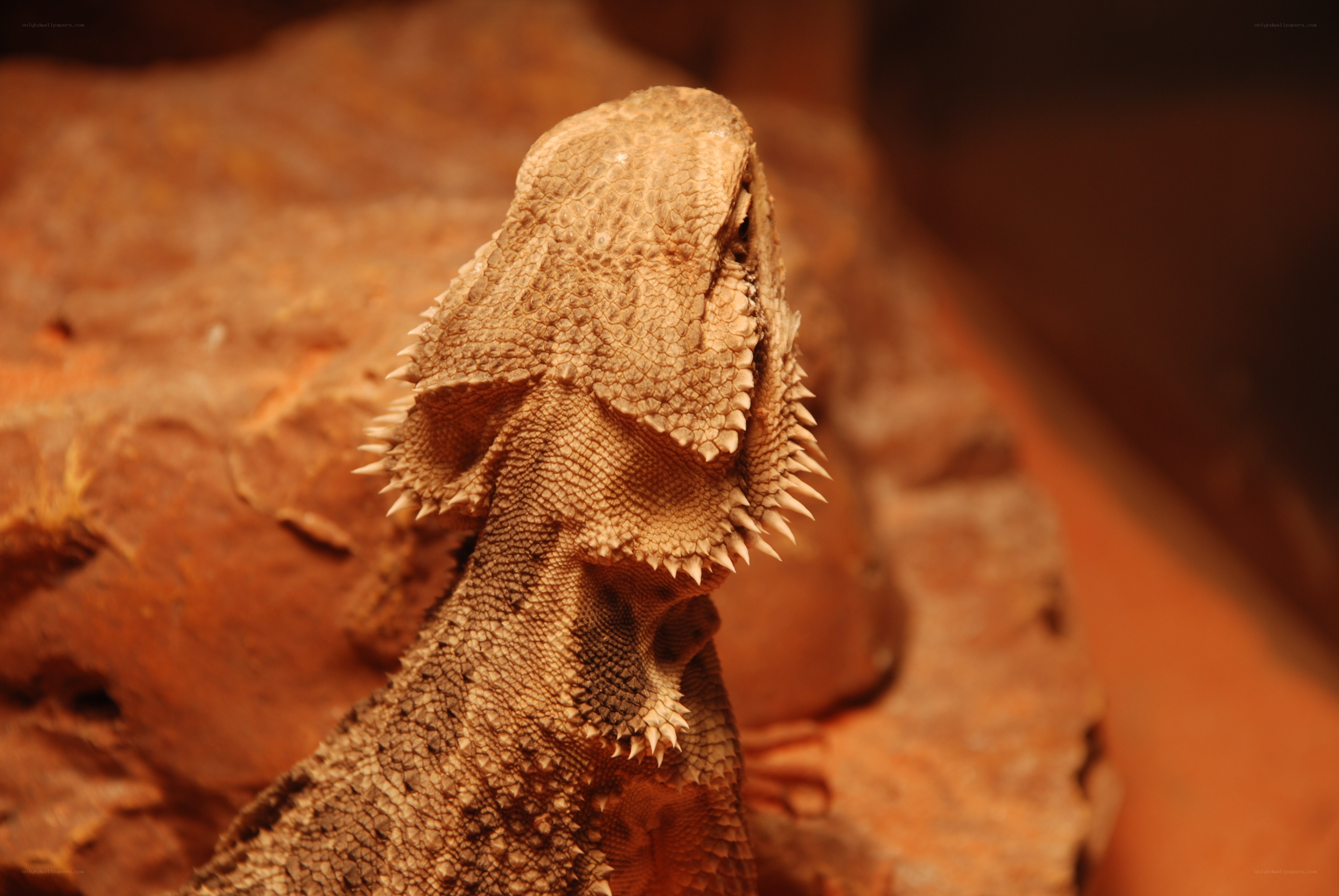 bearded dragon on rock
