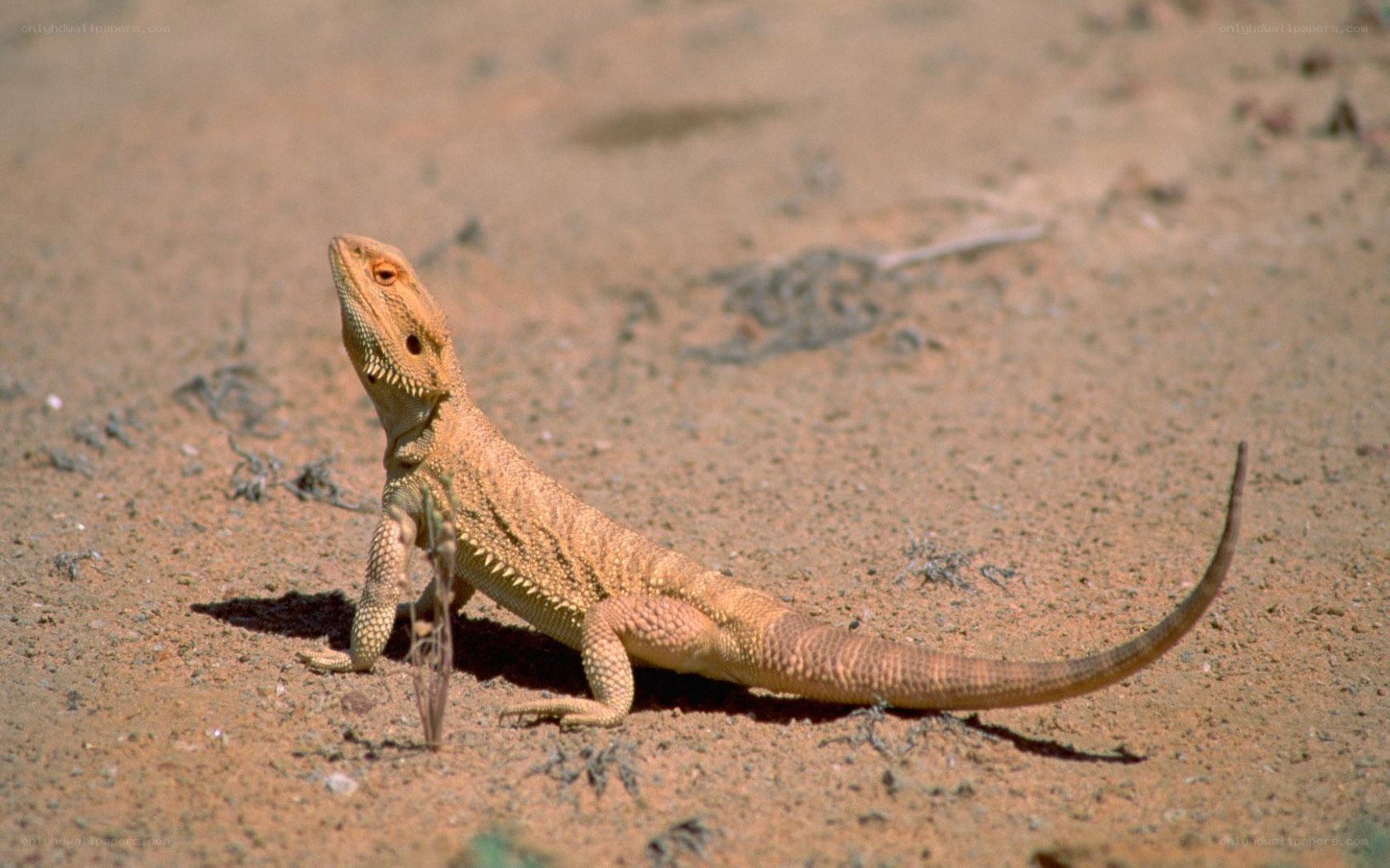 bearded dragon on sand