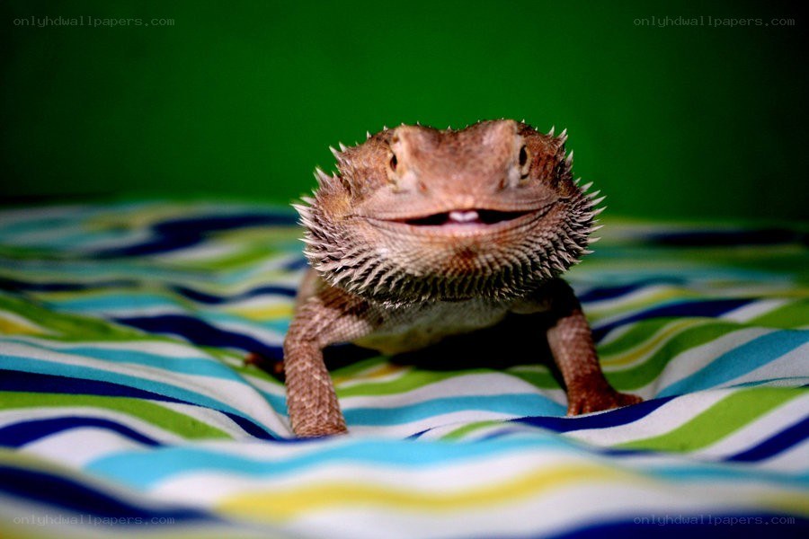 bearded dragon on striped blanket