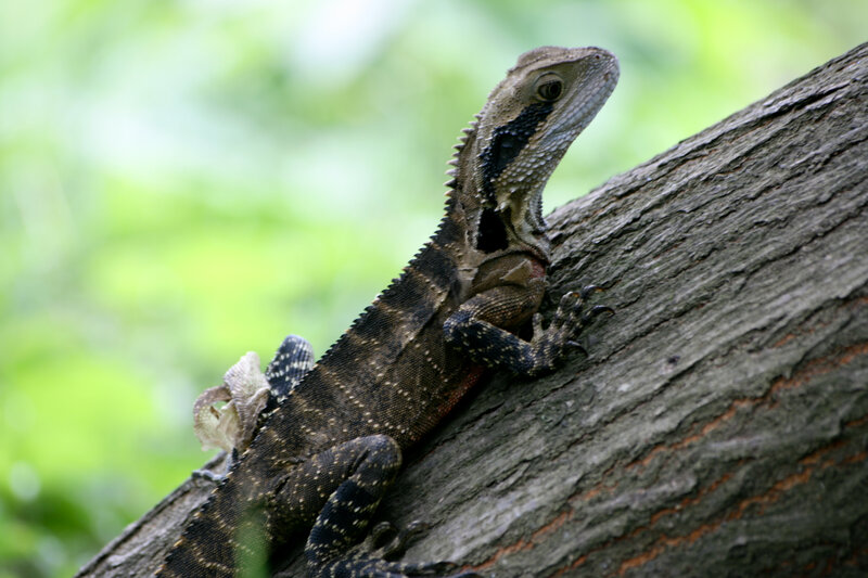 Bearded Dragon on Tree — Brown