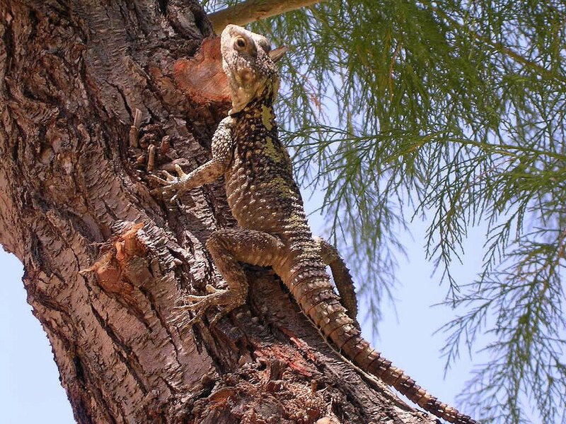 Bearded Dragon on Tree