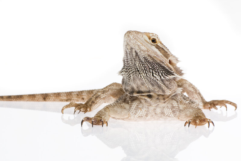 bearded dragon on white background