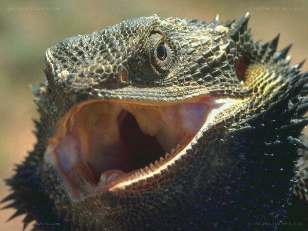 bearded dragon with open mouth