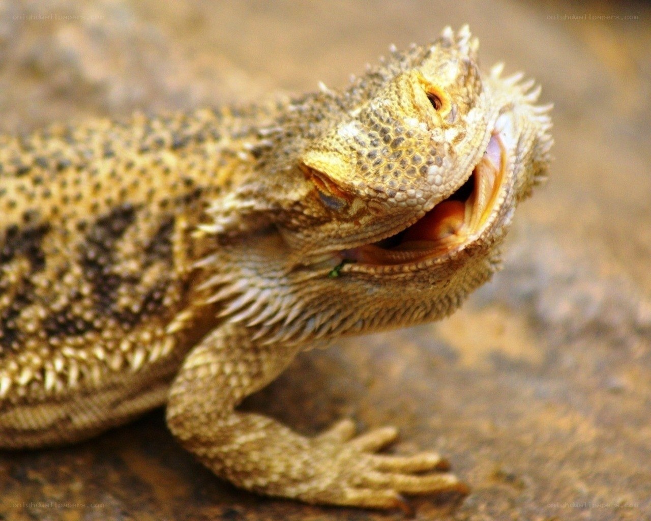 bearded dragon with open mouth