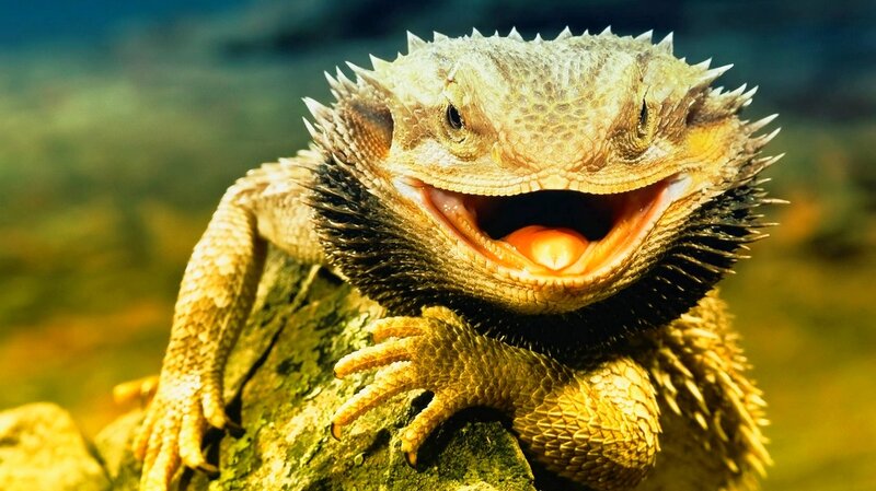 bearded dragon with open mouth