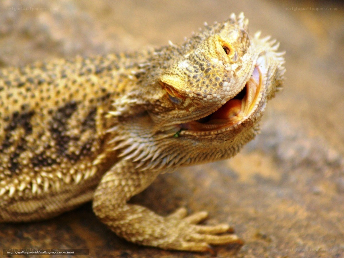 bearded dragon with open mouth