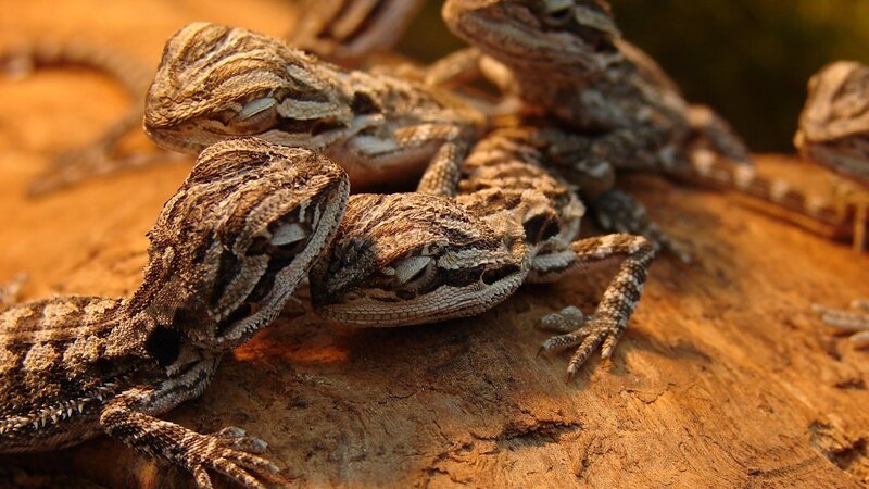 Bearded Dragons on Wood