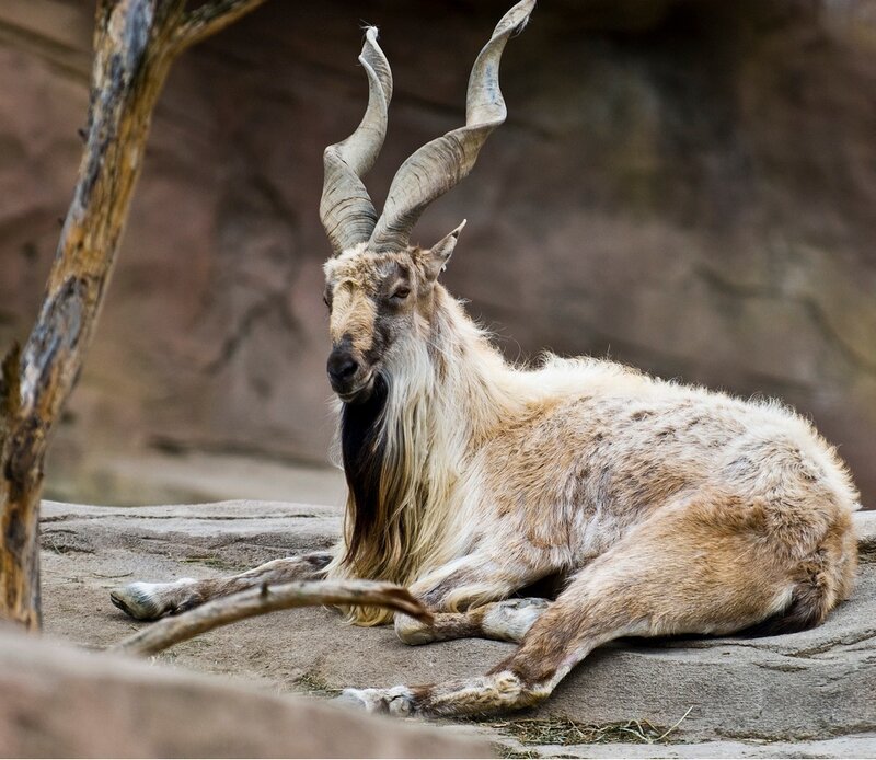 Bearded Goat with Horns