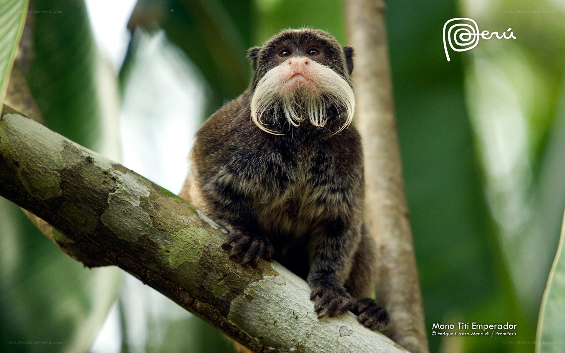 Bearded monkey on a tree branch