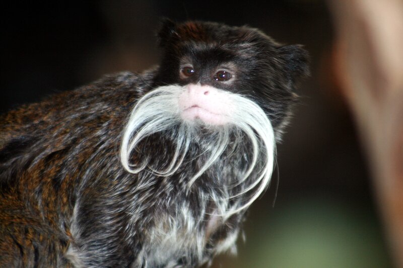 bearded monkey portrait