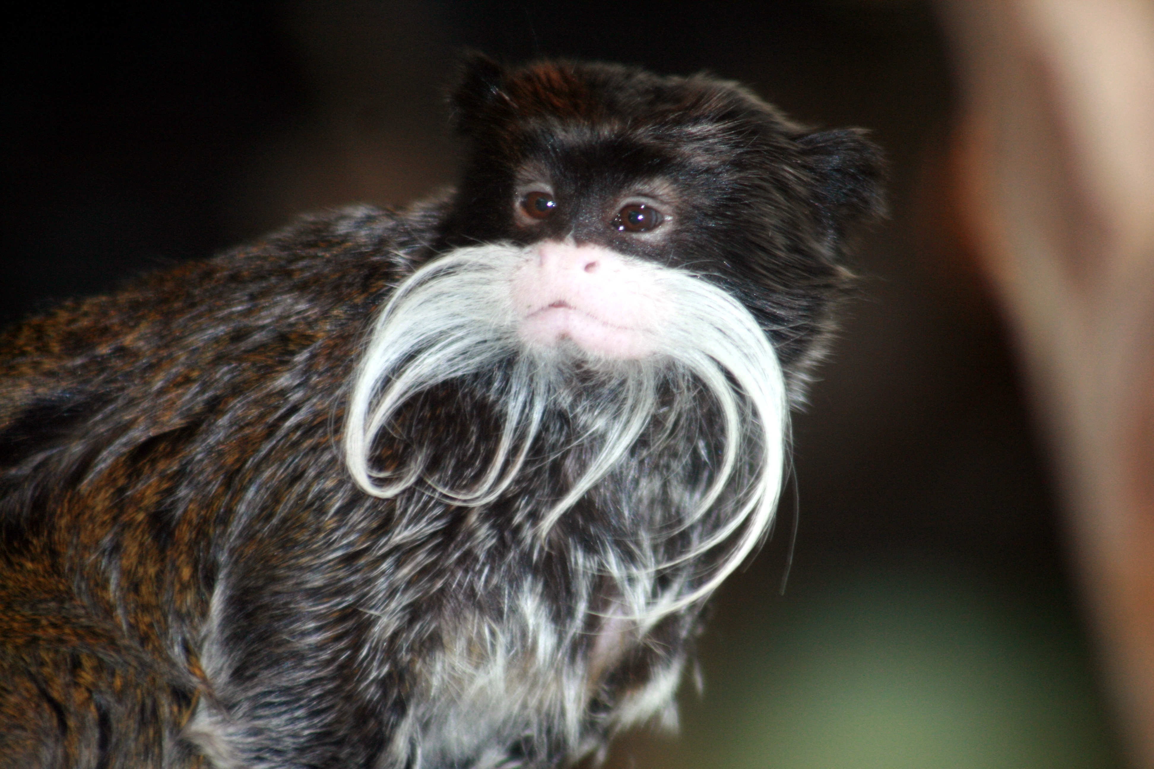 bearded monkey portrait