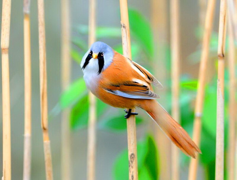 Bearded Reedling Bird — Brown, Calm