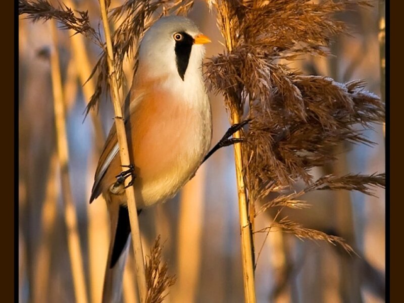 Bearded Reedling Bird — Brown