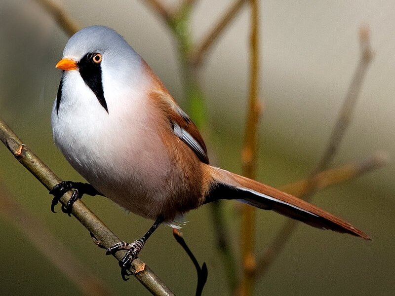 Bearded Reedling Bird — Gray, Calm