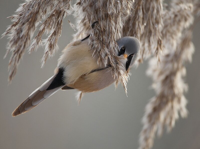 Bearded Reedling Bird — Gray