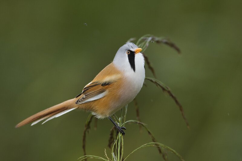 Bearded Reedling Bird — Green