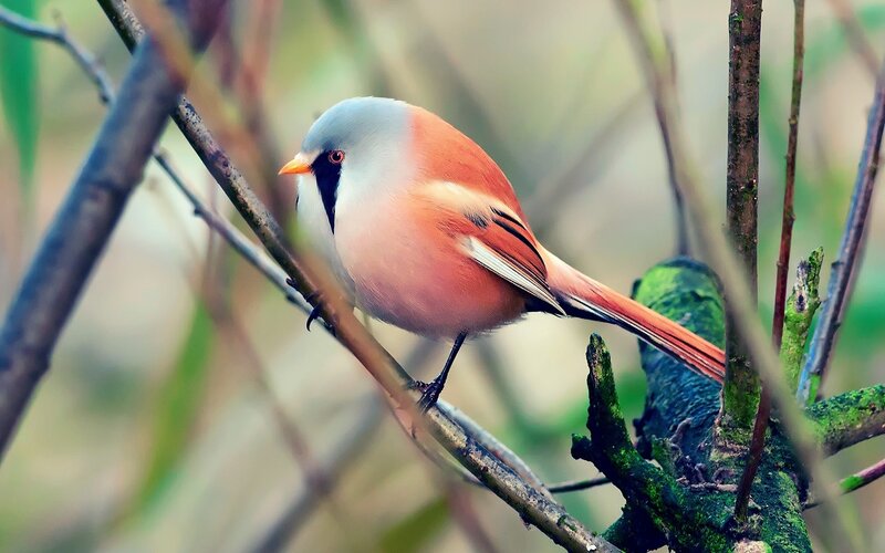 Bearded Reedling Bird — Orange, Calm