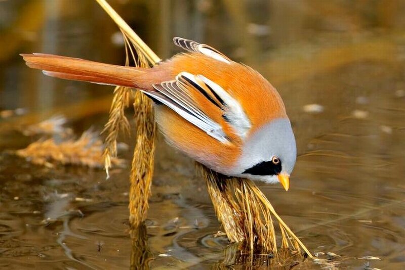 Bearded Reedling Bird — Orange