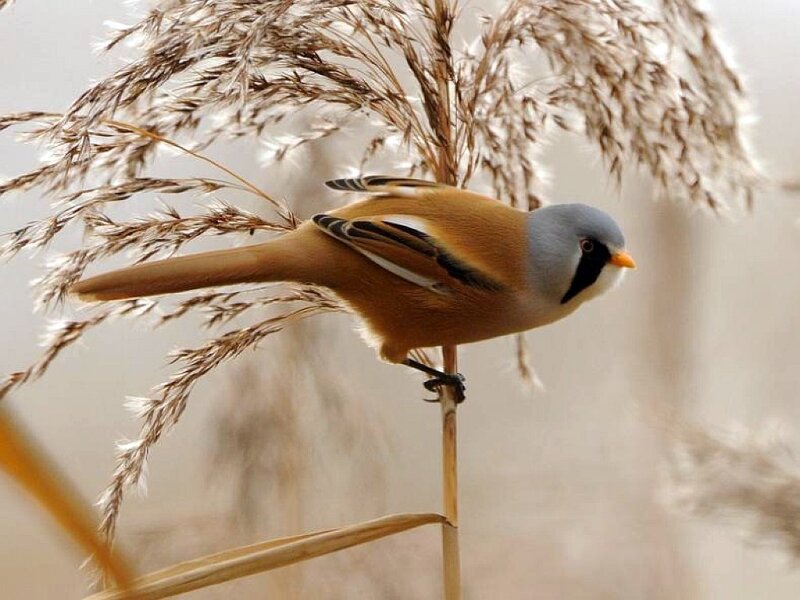 Bearded Reedling Bird