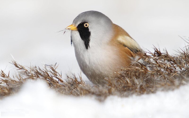 Bearded Reedling in Snow