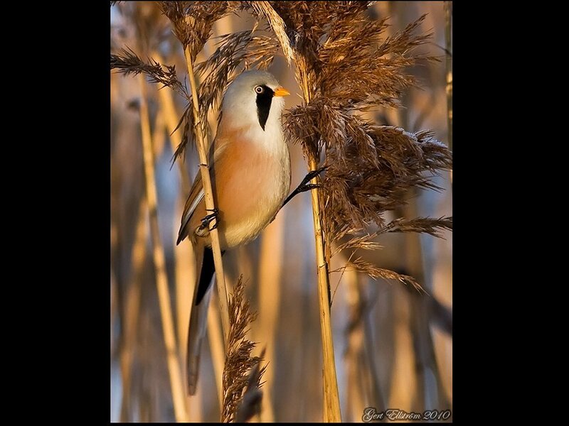 Bearded Reedling on Reed