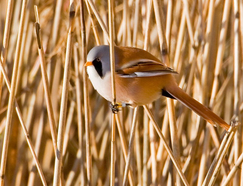 Bearded Reedling Perched — Brown, Calm