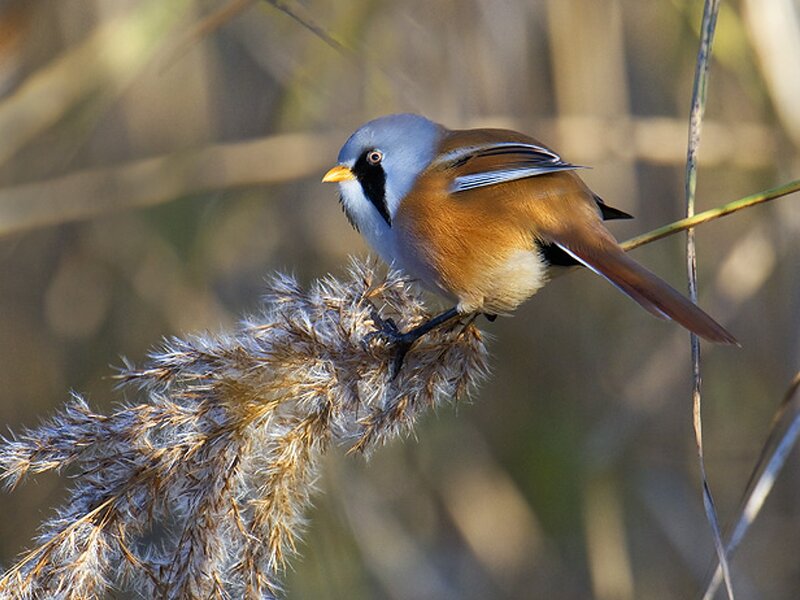 Bearded Reedling Perched — Brown