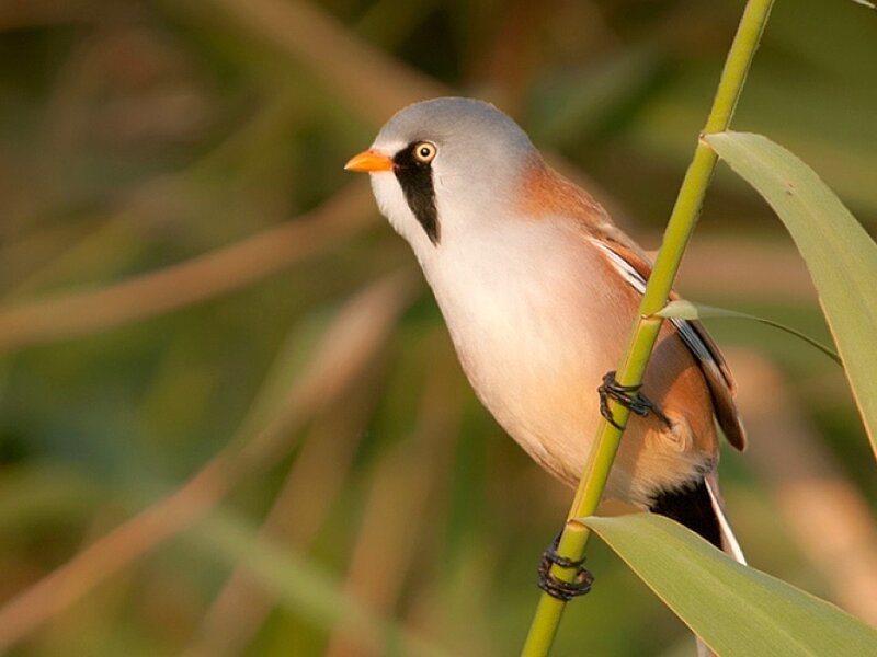 Bearded Reedling Perched — Green