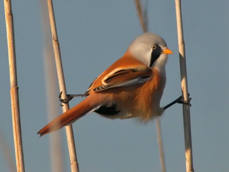 Bearded Reedling Perched