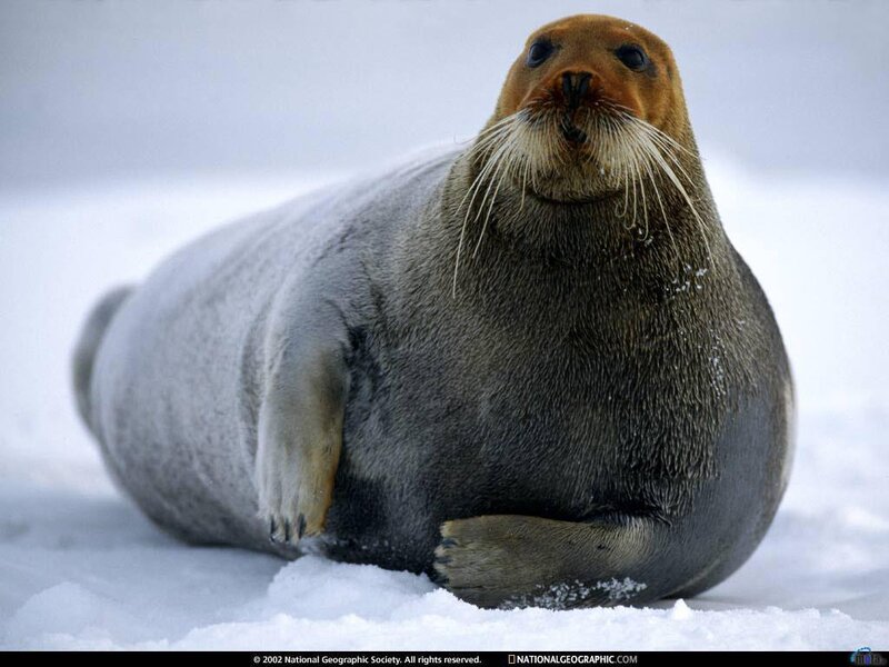 Bearded Seal on Snow