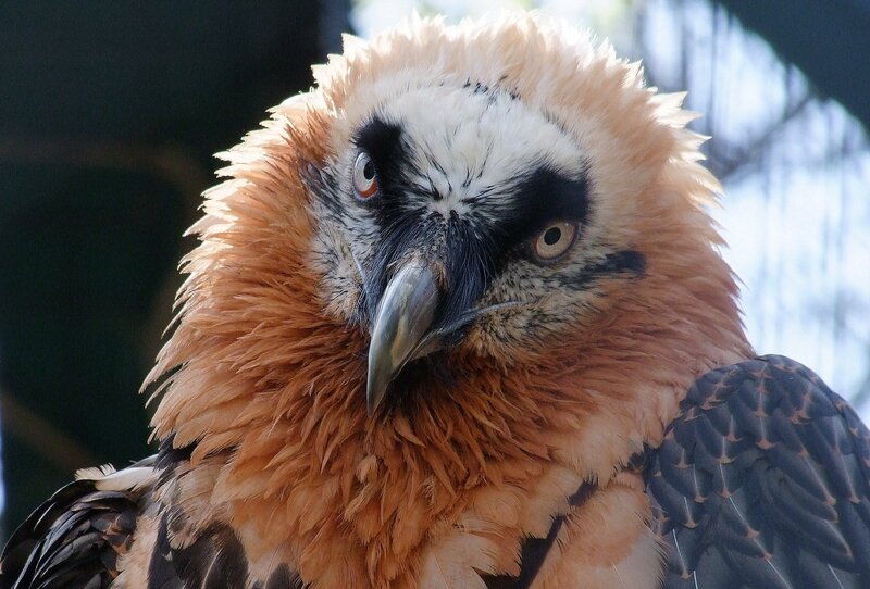 Bearded Vulture Head