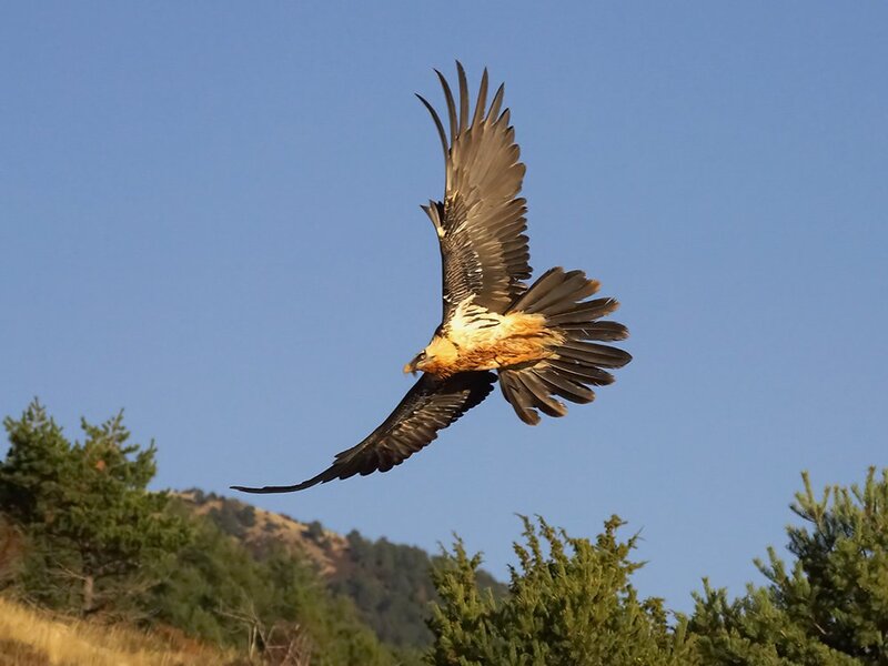 Bearded Vulture in Flight